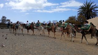 GC-Camello Safari (Maspalomas)-46.jpg